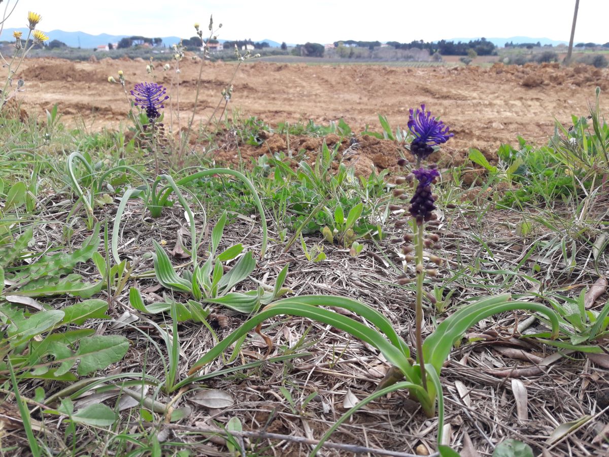 Foto dell'erba Leopoldia camosa