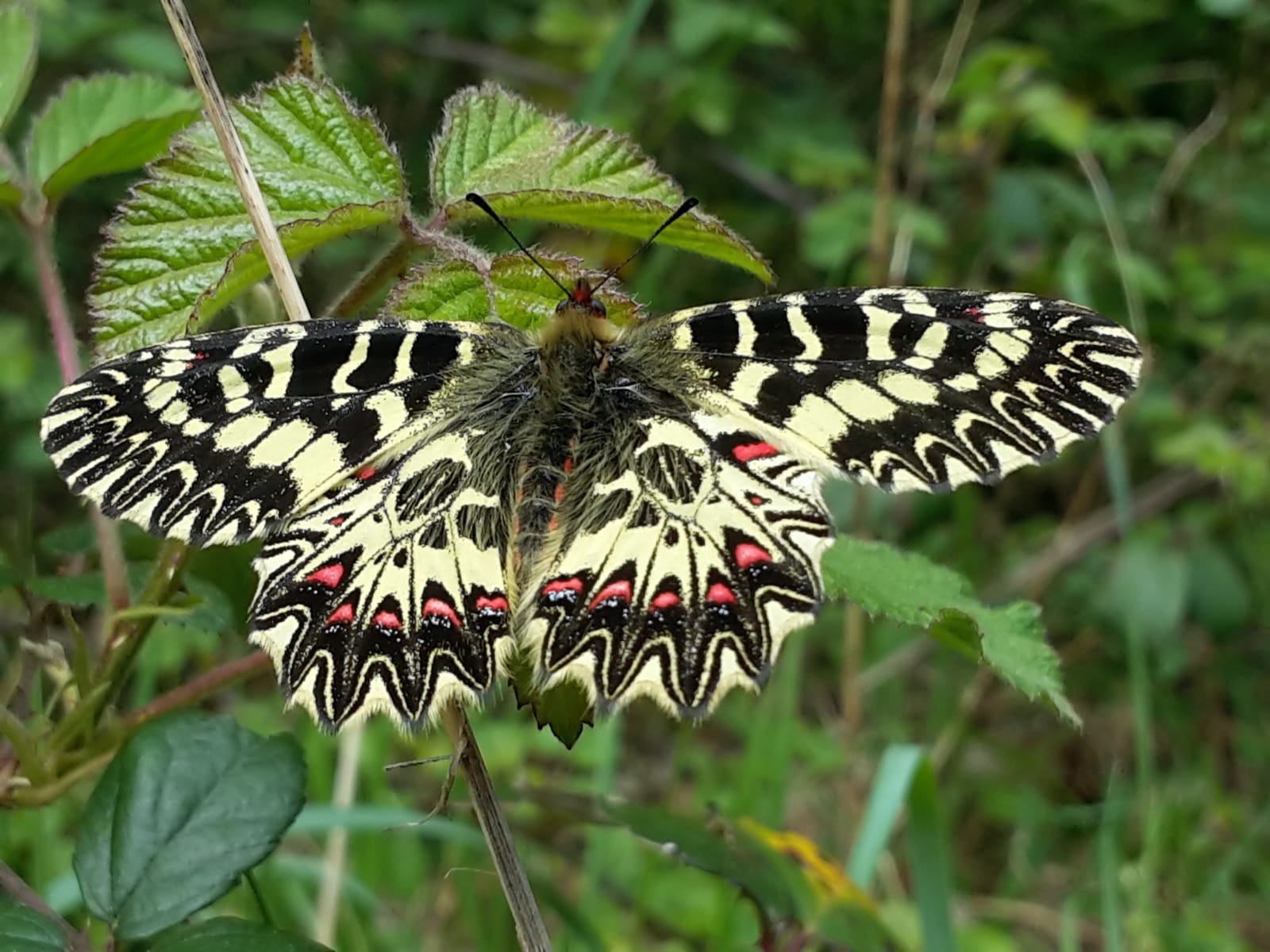 Dettaglio 3: Zerynthia polyxena