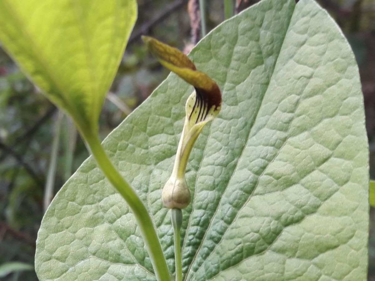 Dettaglio 1: Fiore