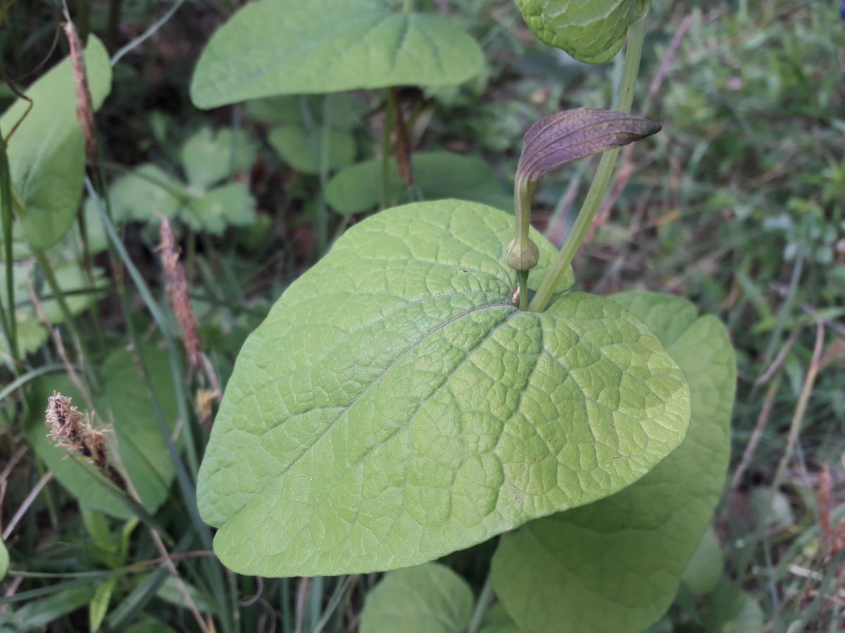 Dettaglio 2: Foglie