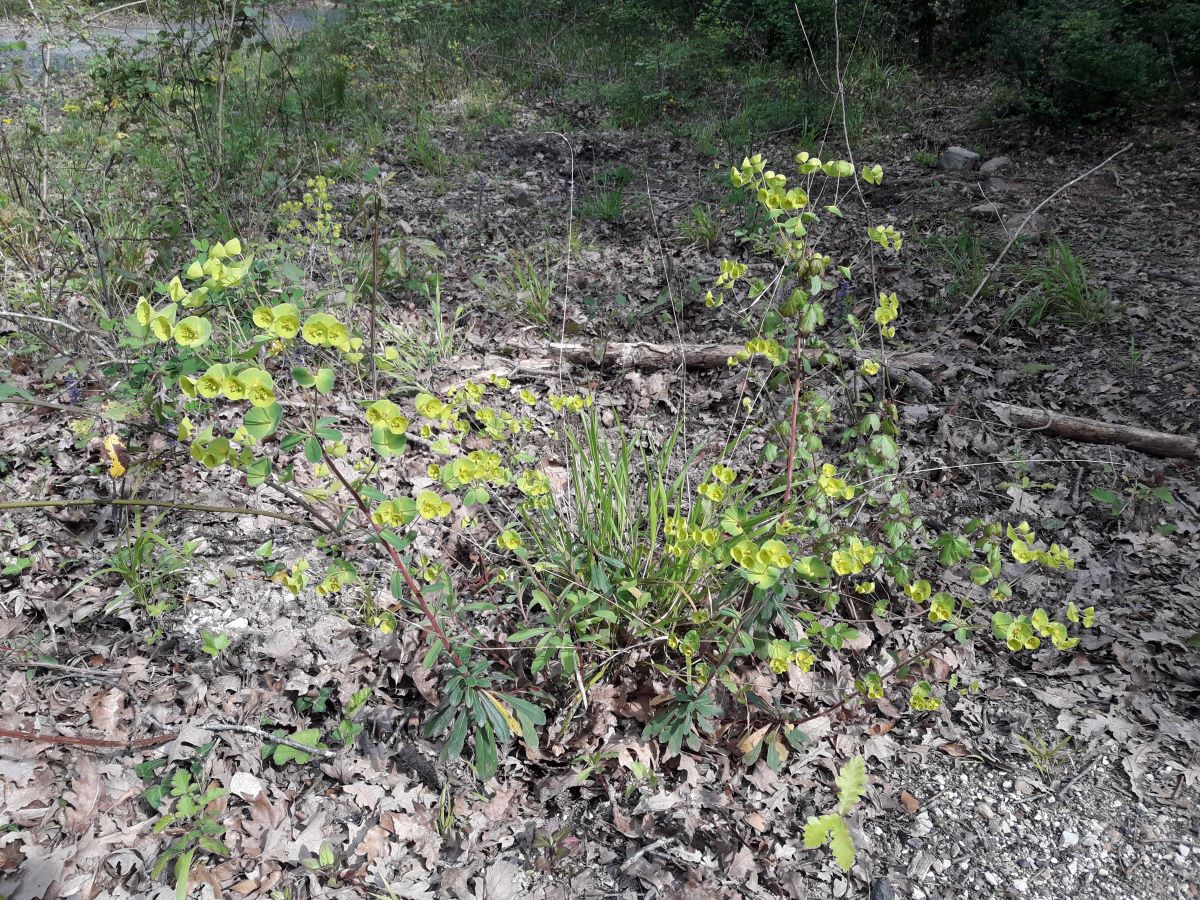 Foto dell'erba Euphorbia  amygdaloides
