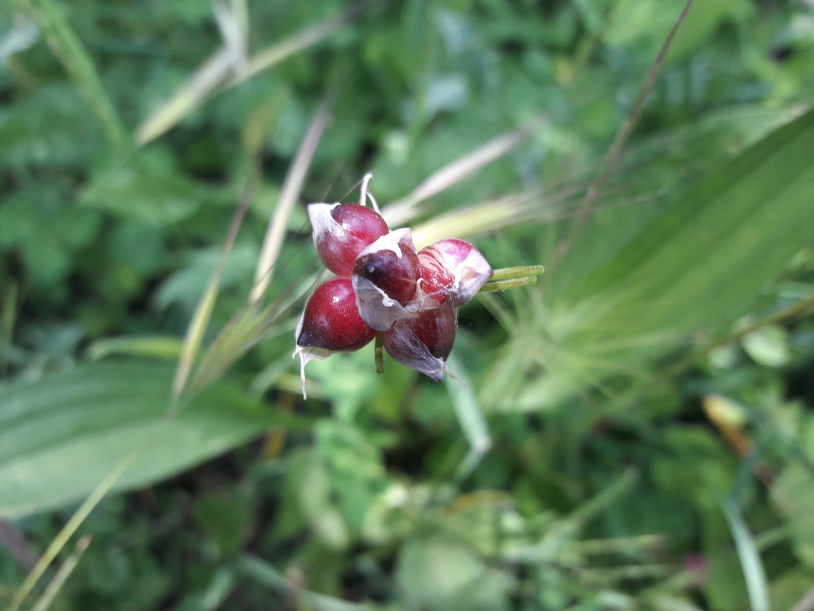 Dettaglio 2: Anche alla base dell'infiorescenza produce bulbilli