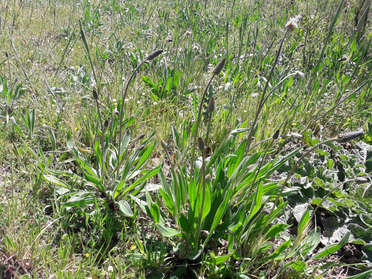 Foto dell'erba Plantago lanceolata