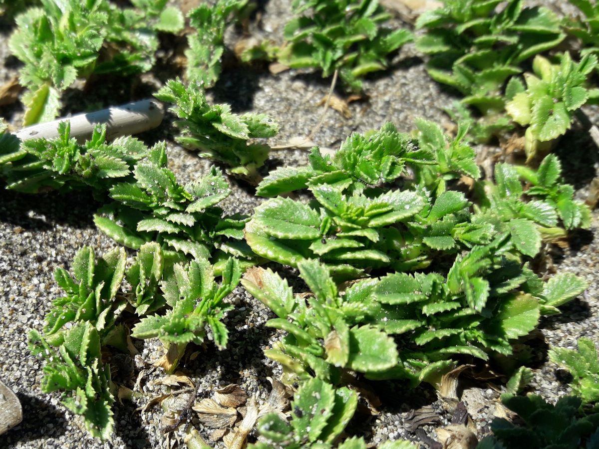 Dettaglio 2: Foglie