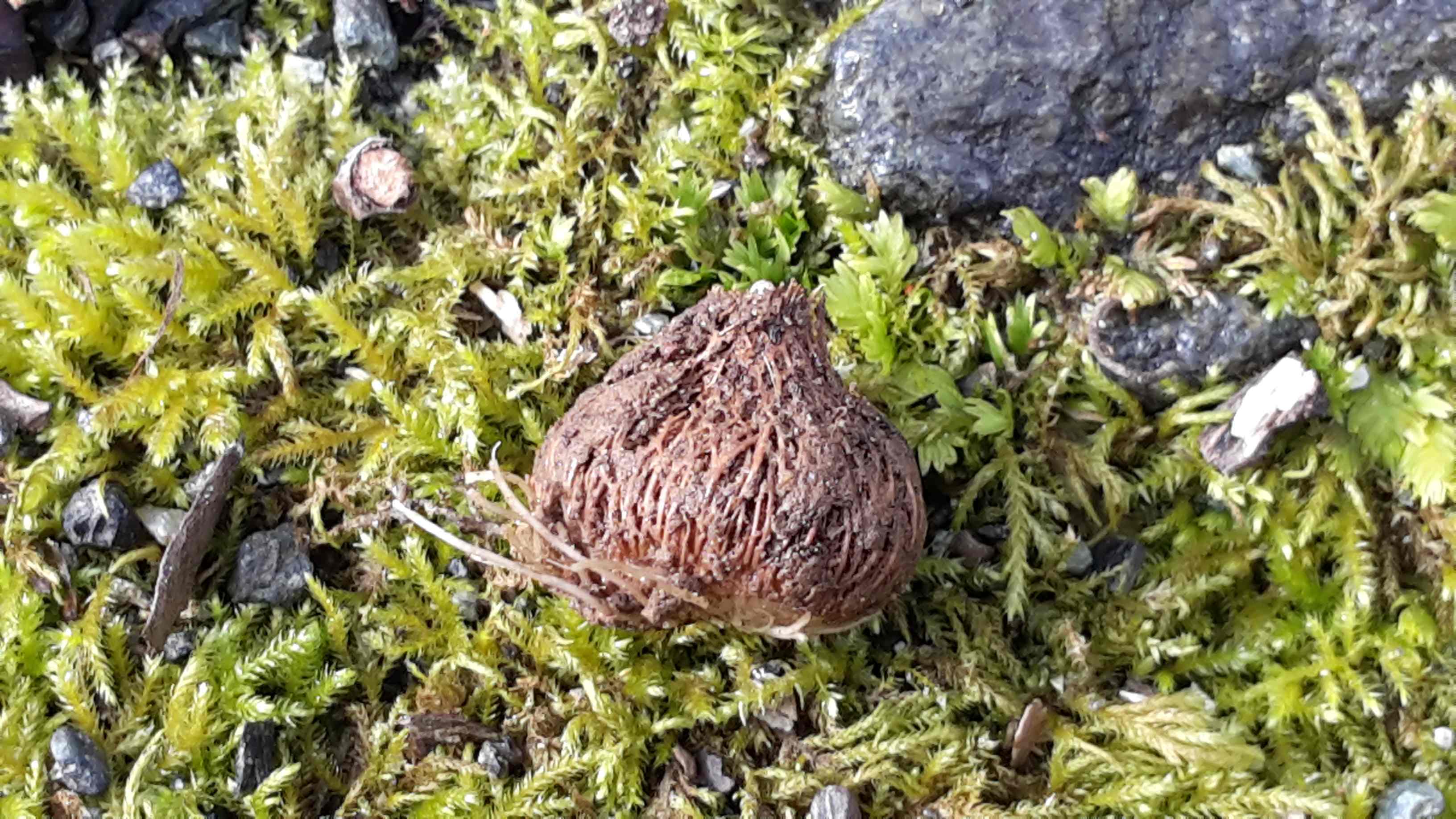 Dettaglio 1: Bulbo fibroso