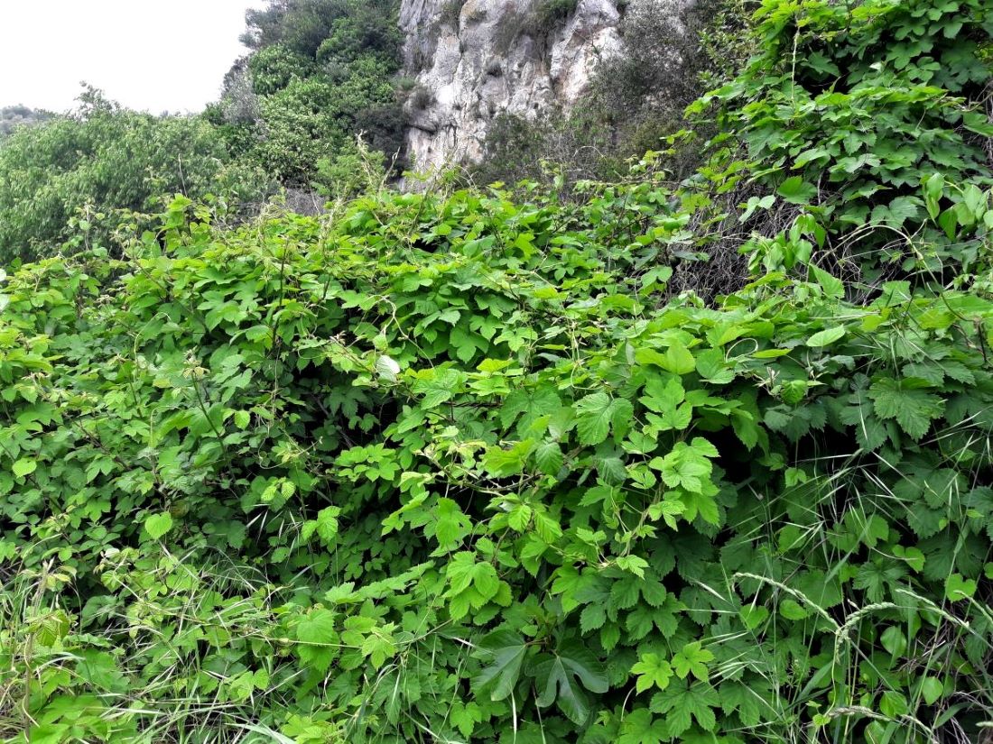 Foto dell'erba Humulus lupulus