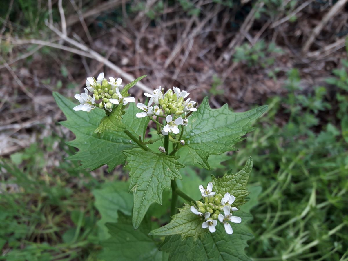 Dettaglio 2: Fiori
