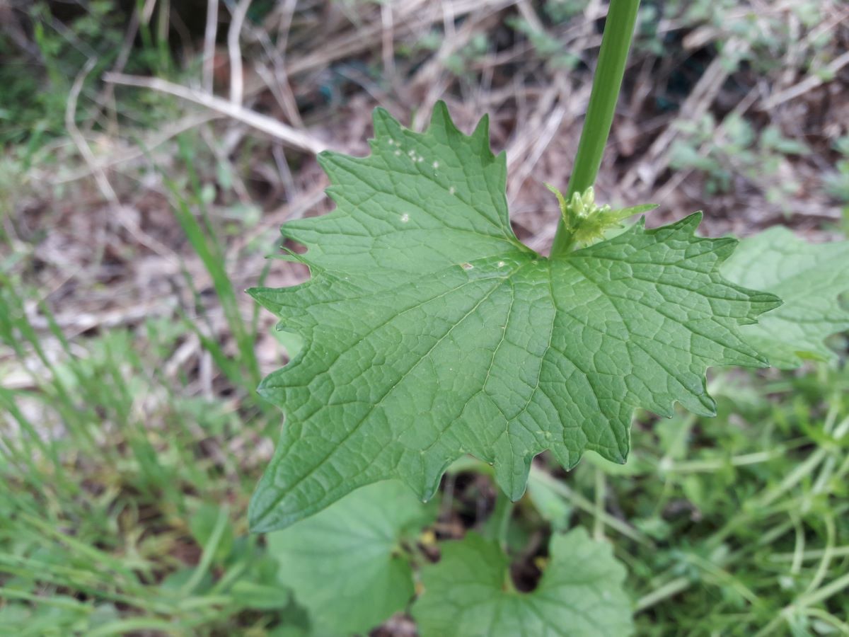 Dettaglio 1: Foglie