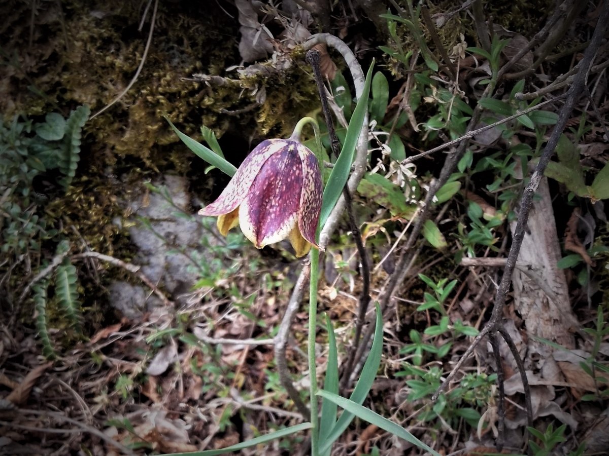 Foto dell'erba Fritillaria tenella