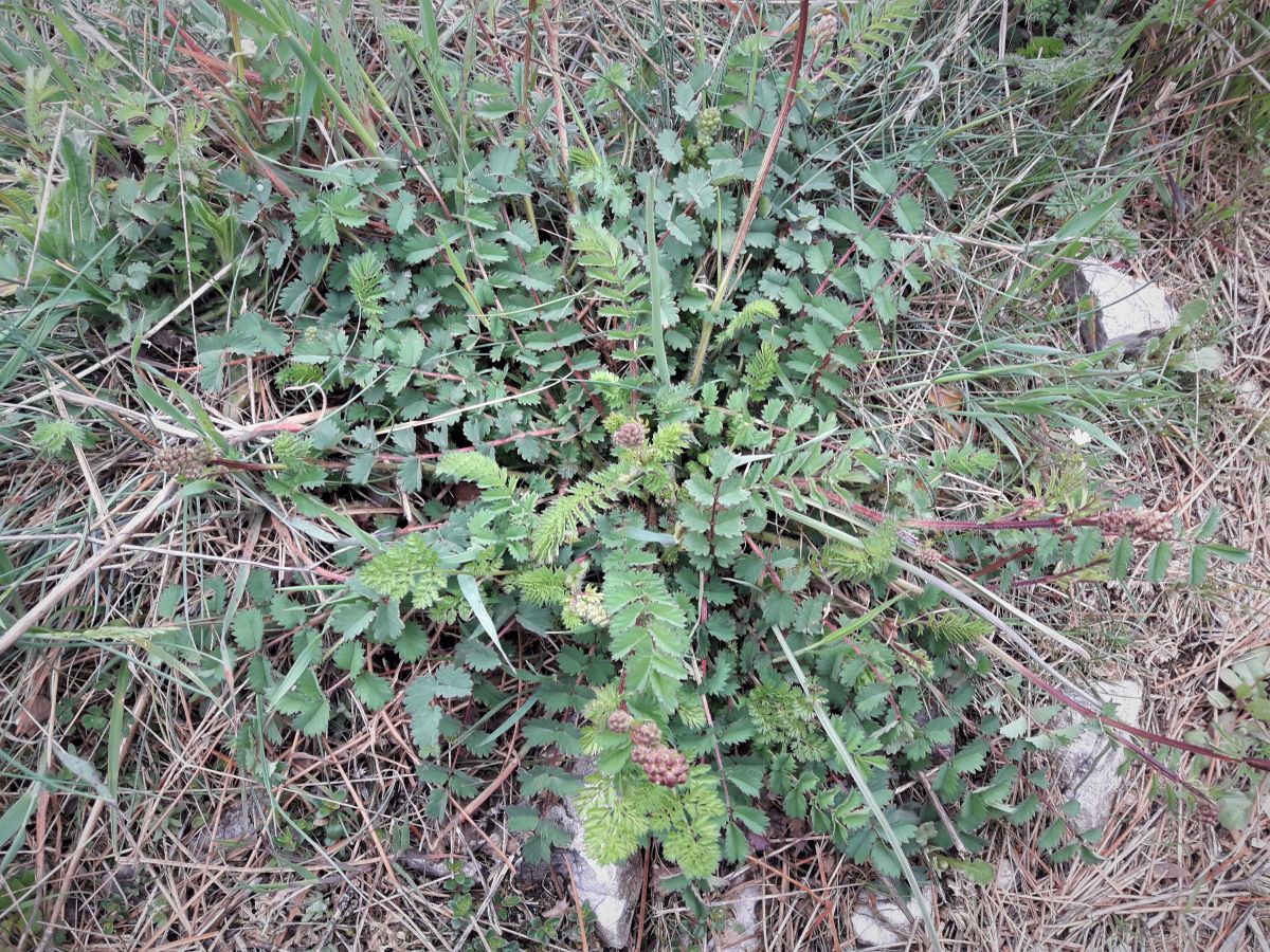 Foto dell'erba Sanguisorba  minor