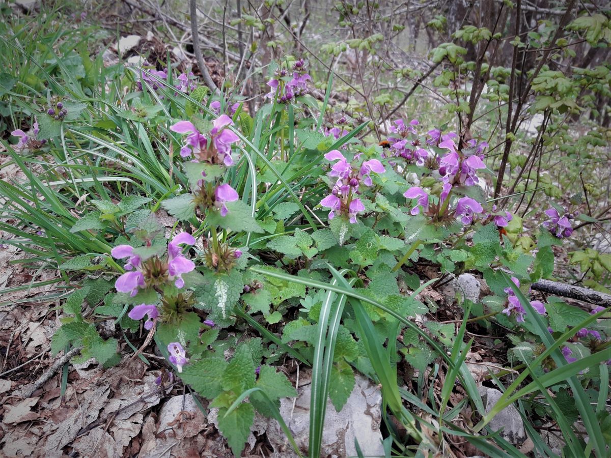 Foto dell'erba Lamium maculatum