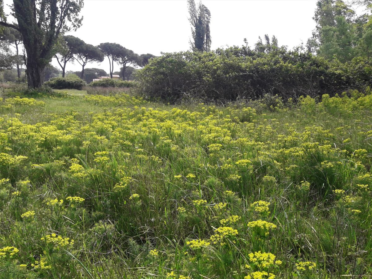 Foto dell'erba Euphorbia  cyparissias