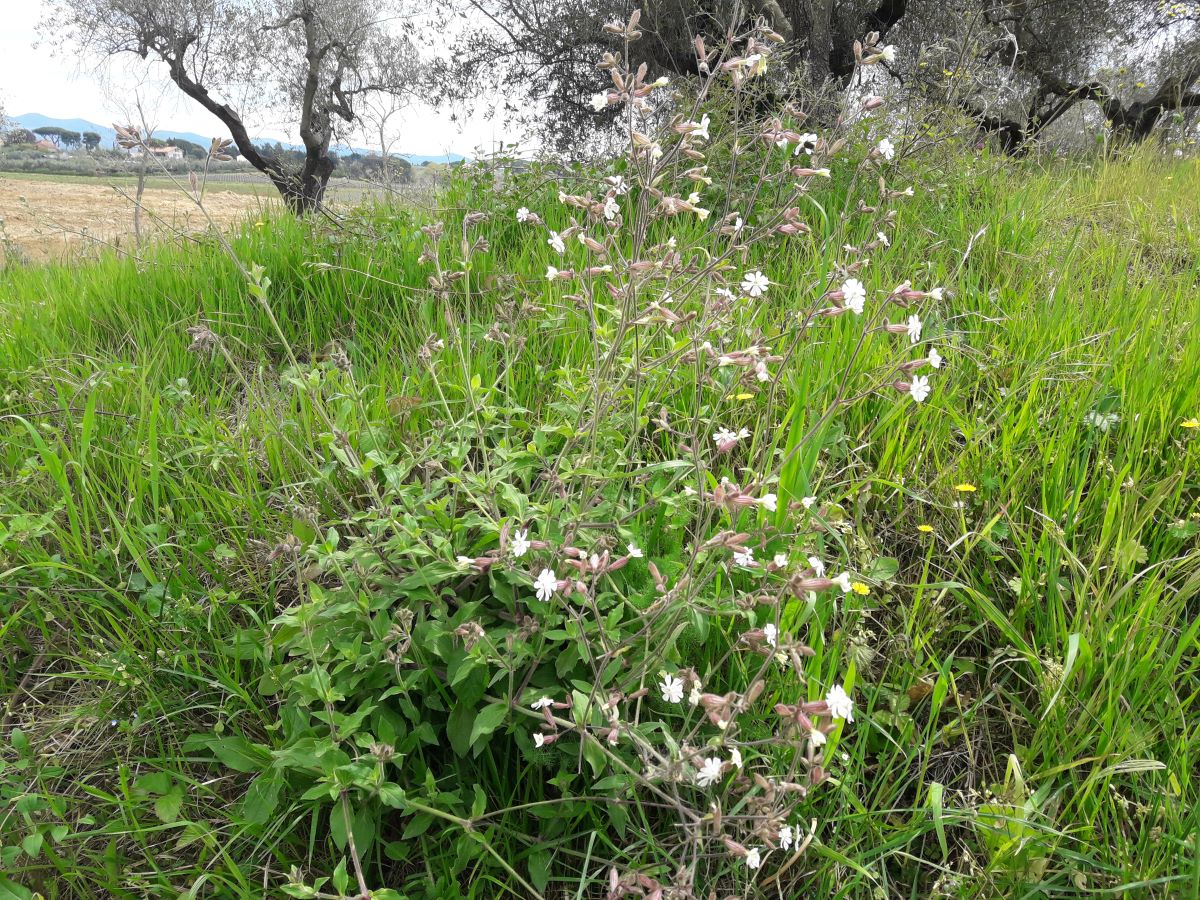 Foto dell'erba Silene alba