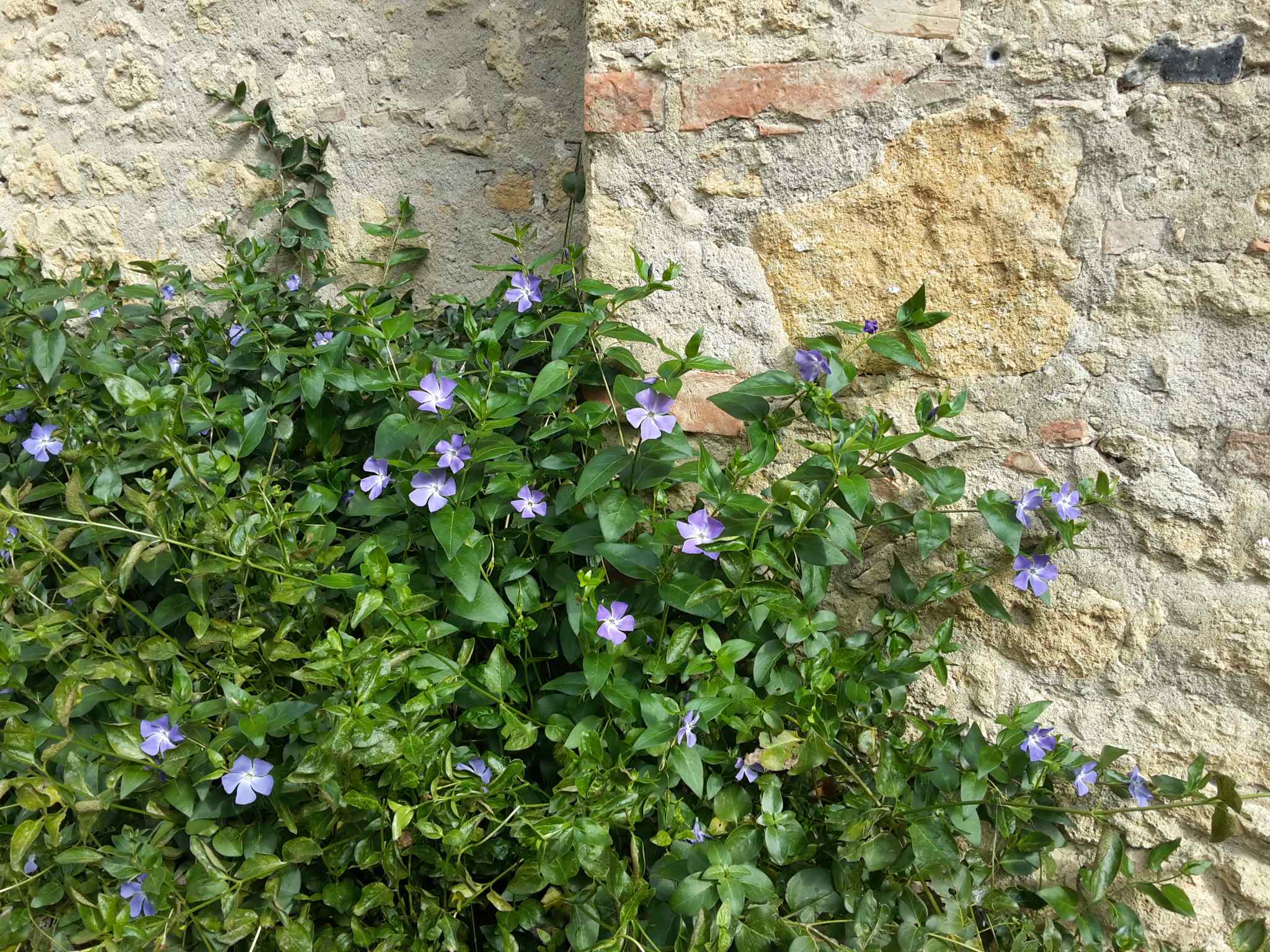 Foto dell'erba Vinca major