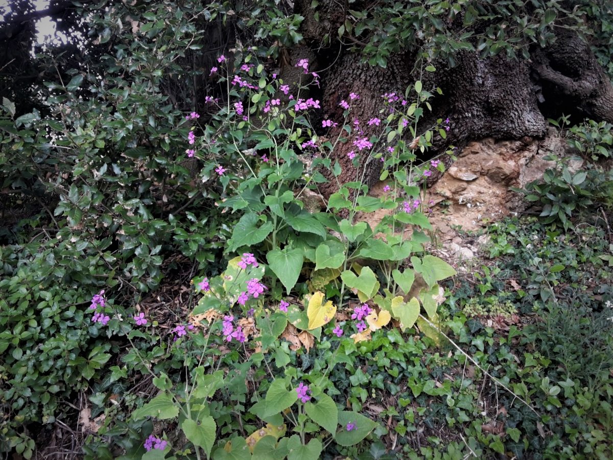 Foto dell'erba Lunaria annua