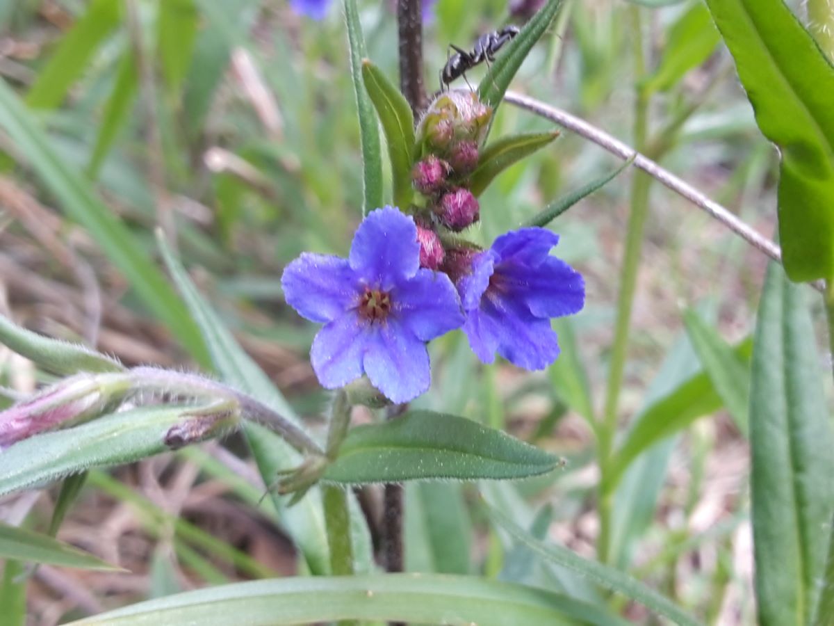 Dettaglio 2: Fiori