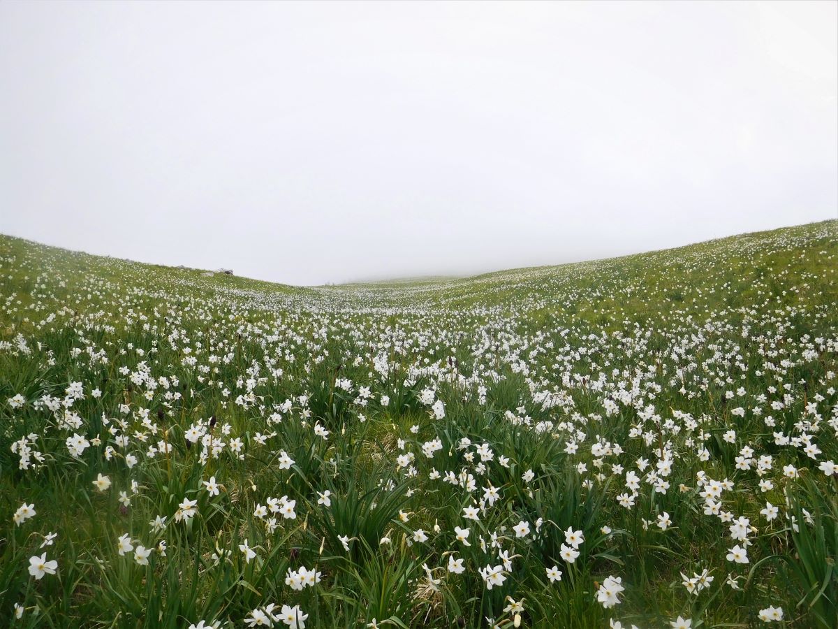 Foto dell'erba Narcissus poeticus