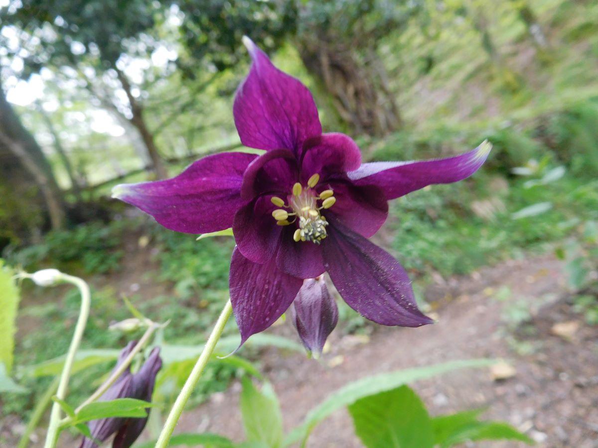 Dettaglio 1: Fiore visto internamente