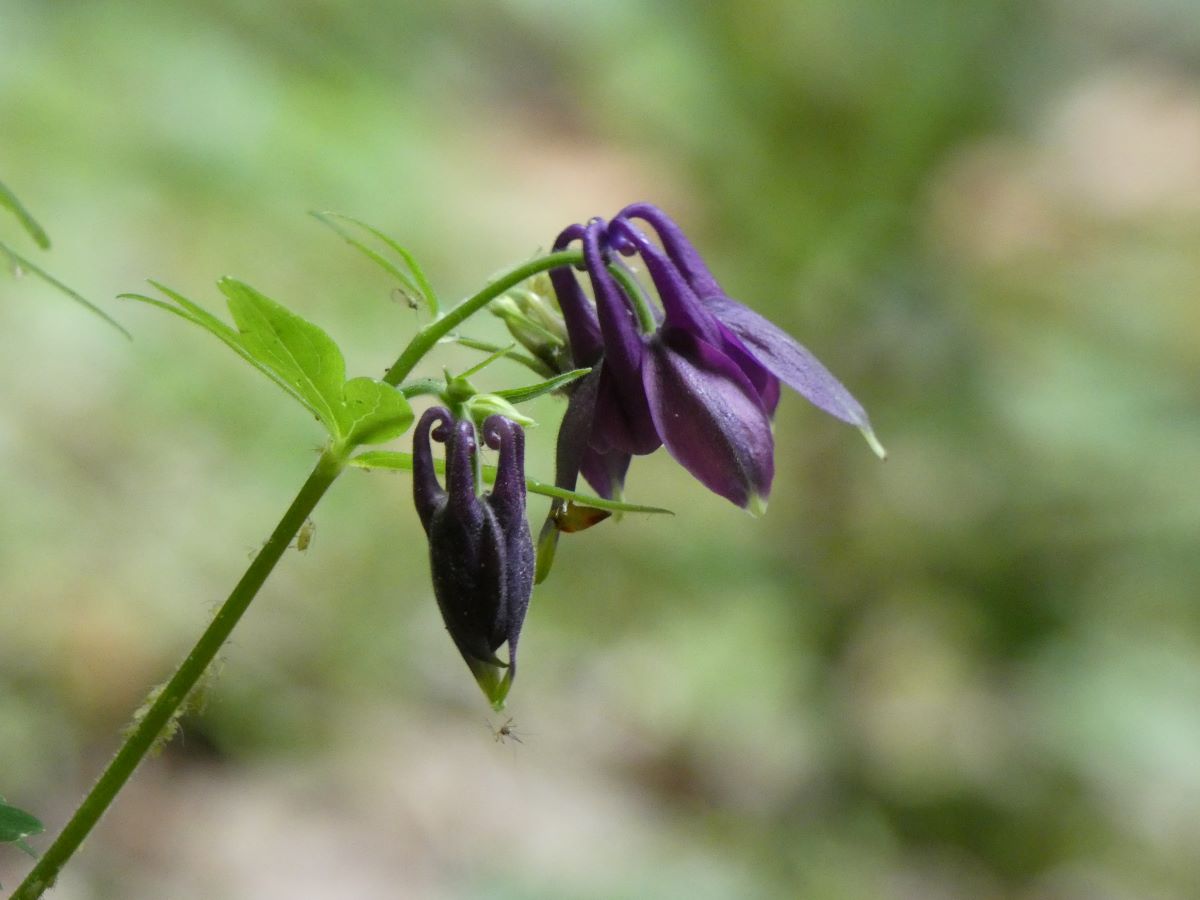 Dettaglio 3: Particolare del fiore pendulo