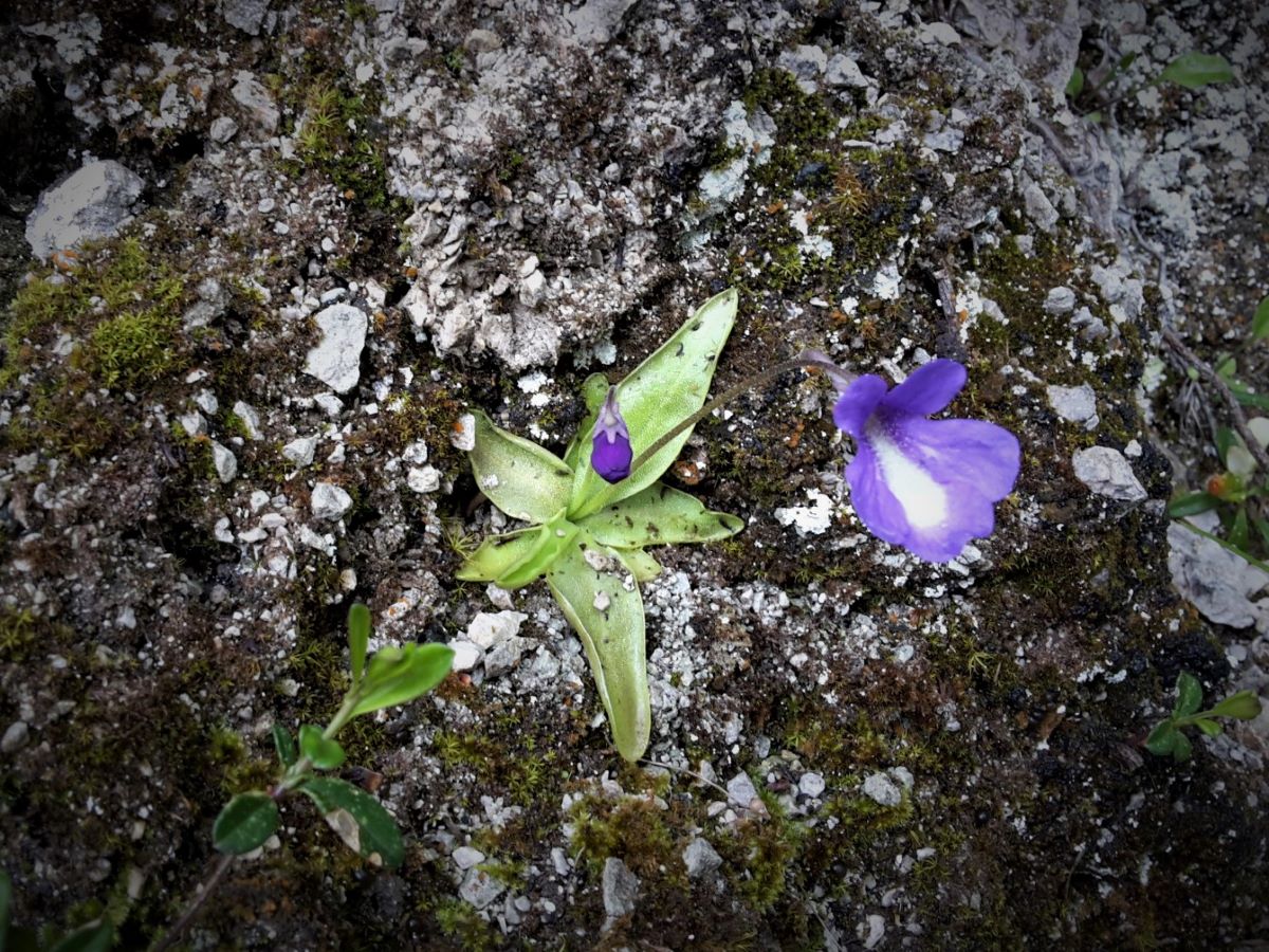 Foto dell'erba Pinguicula mariae