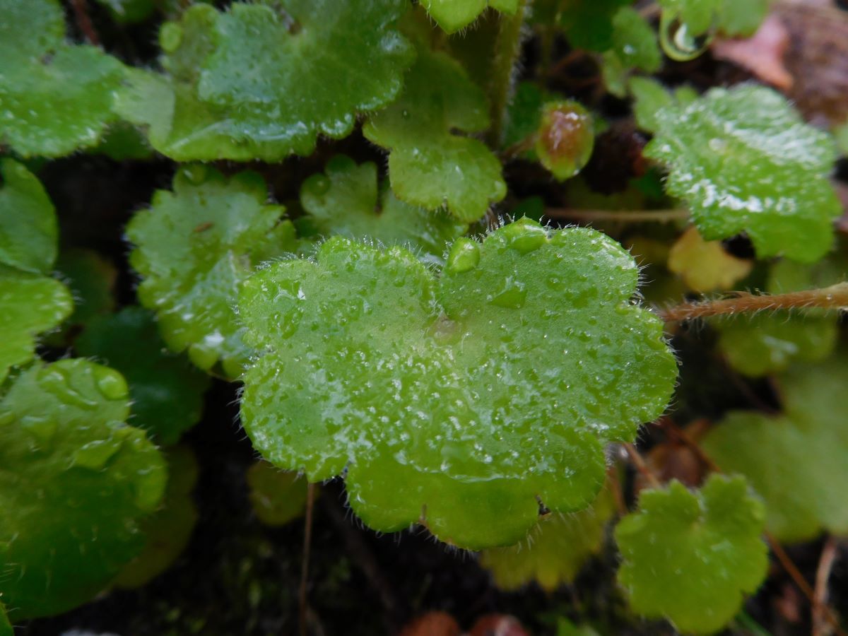 Dettaglio 2: Foglie pelose ed irregolari
