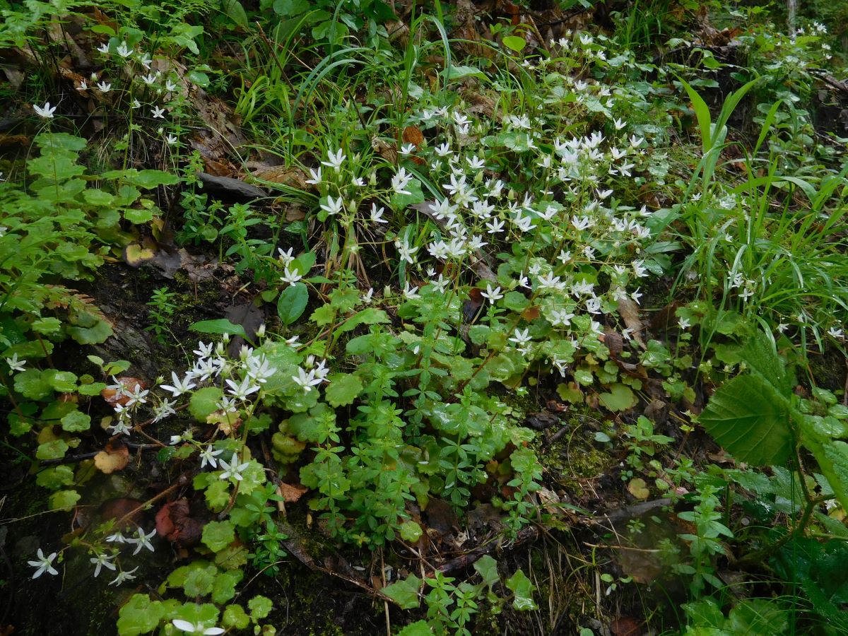 Foto dell'erba Saxifraga rotundifolia