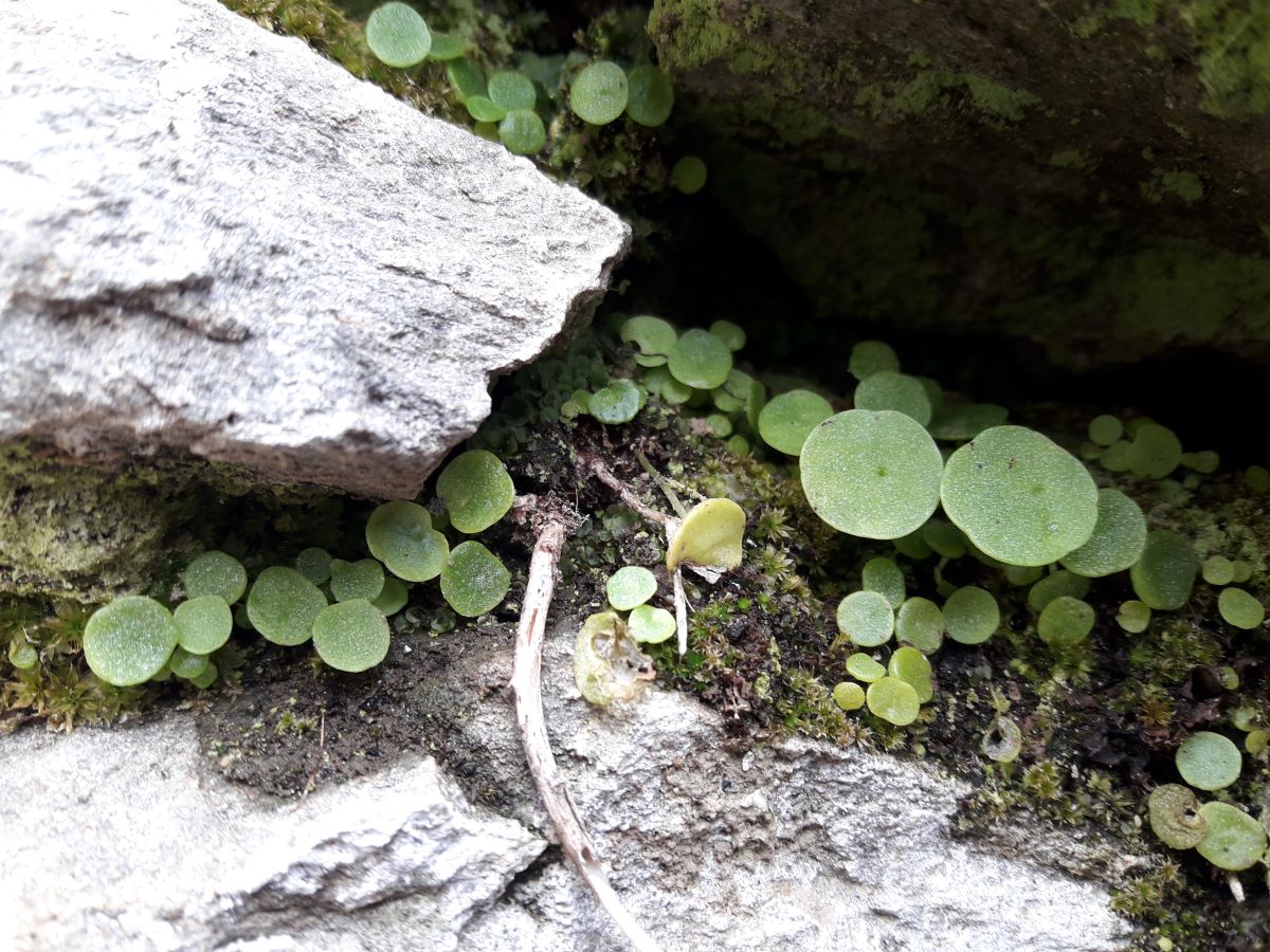 Dettaglio 3: Piccoli esemplari tra le rocce