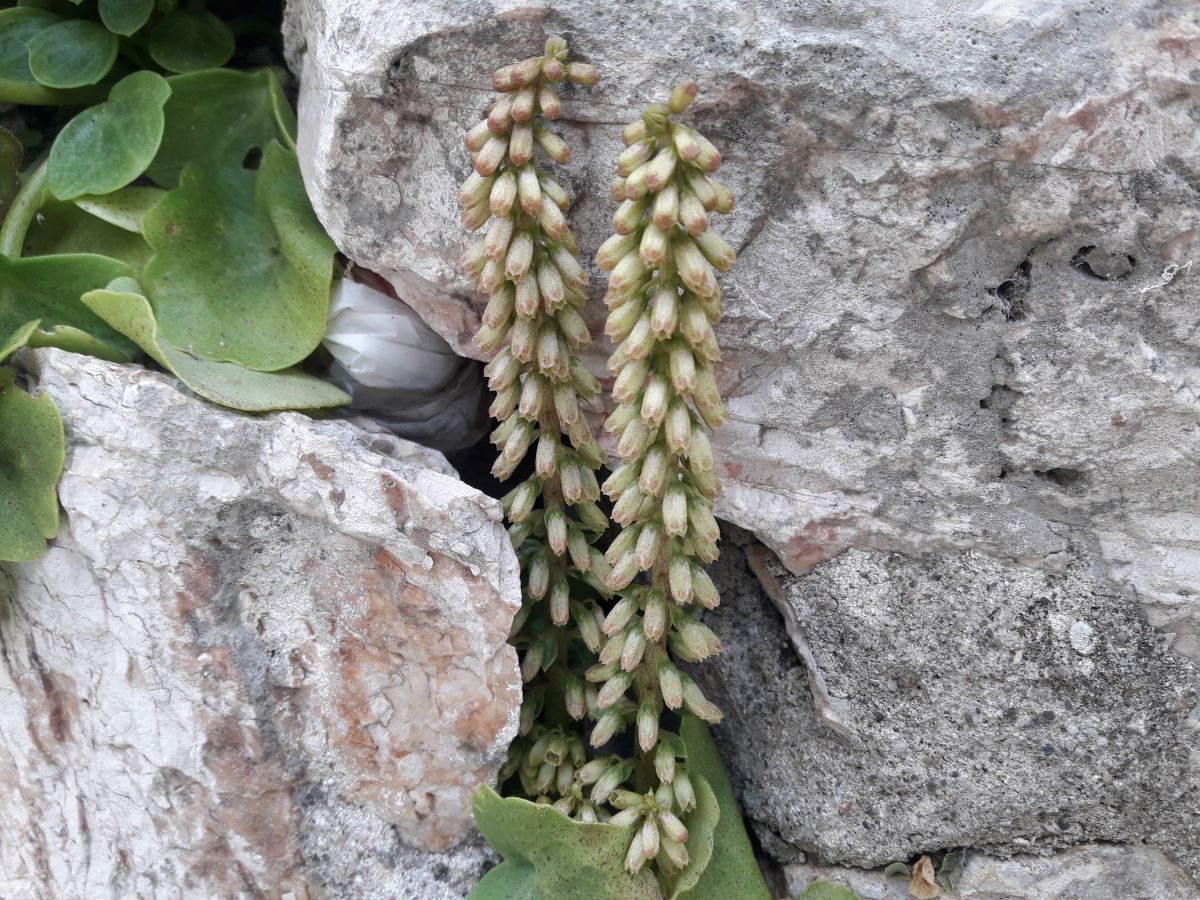Dettaglio 1: Infiorescenza