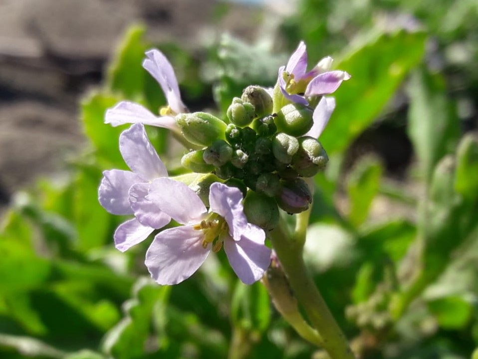 Dettaglio 1: Fiori