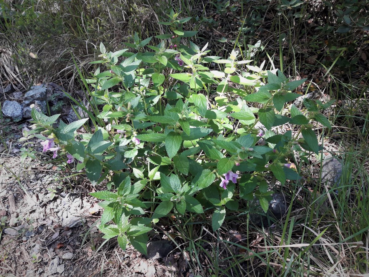 Foto dell'erba Melittis melissophyllum