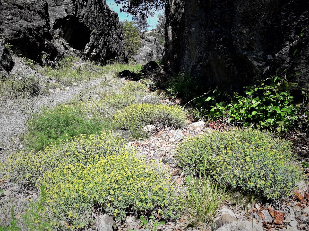 Foto dell'erba Euphorbia  spinosa