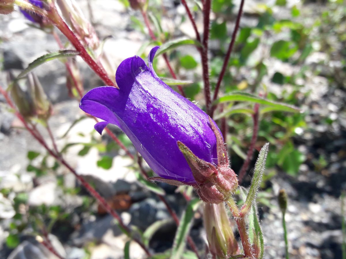 Dettaglio 1: Particolare del fiore 