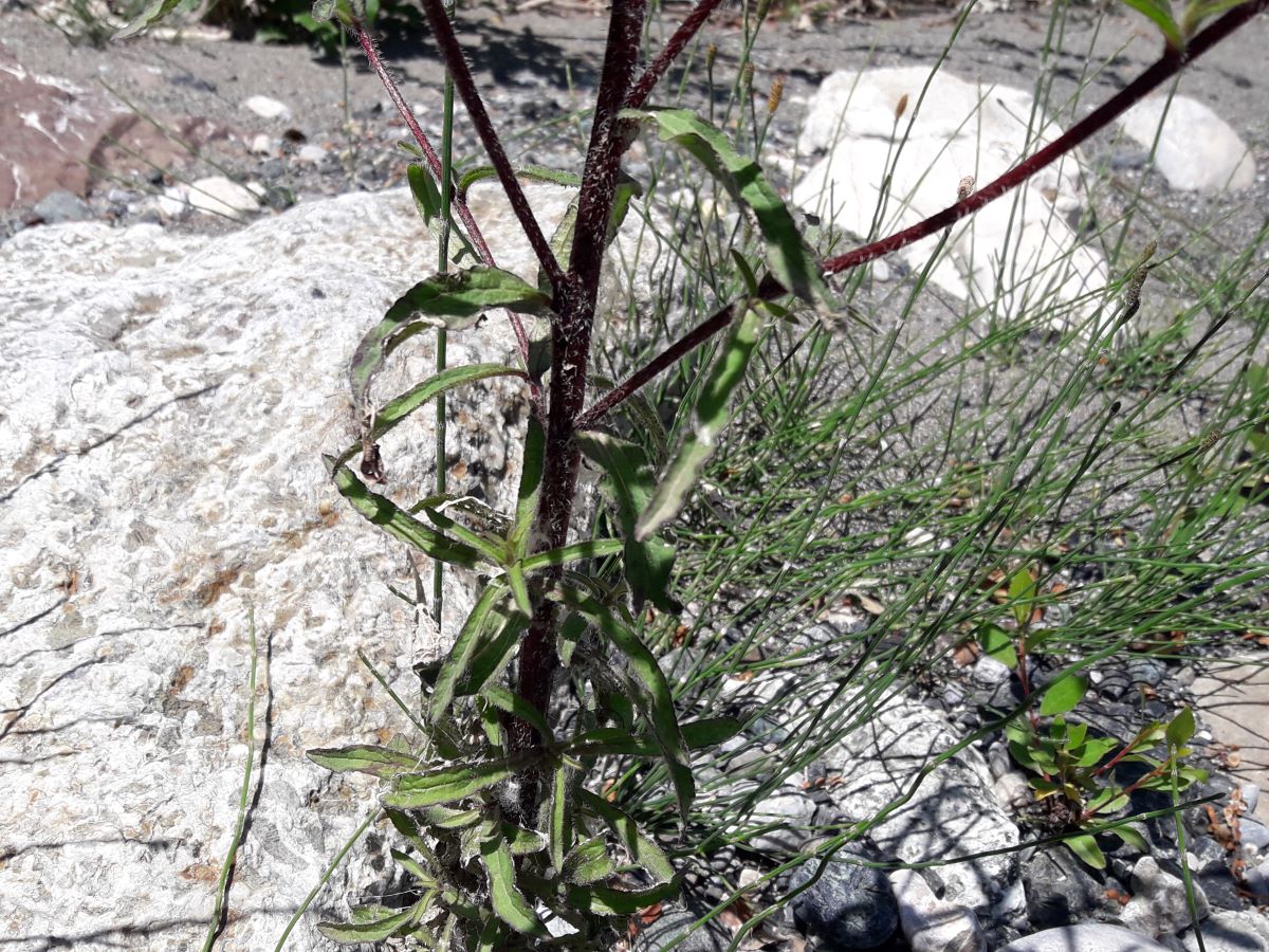 Dettaglio 2: Fusto peloso e foglie