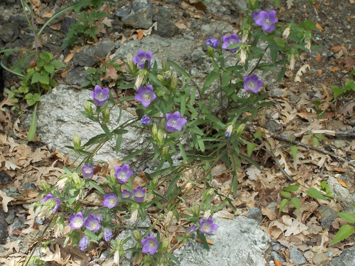 Dettaglio 3: Pianta in ambiente arido e sassoso