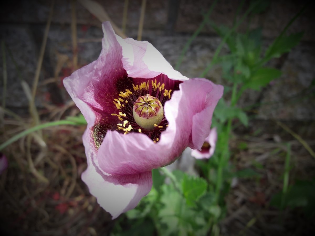 Foto dell'erba Papaver setigerum