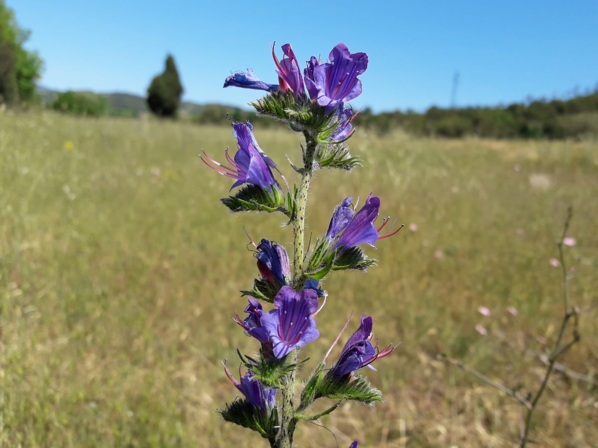 Foto dell'erba Echium vulgare