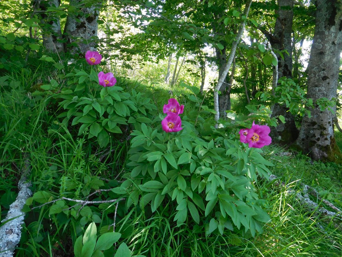 Foto dell'erba Peonia officinalis