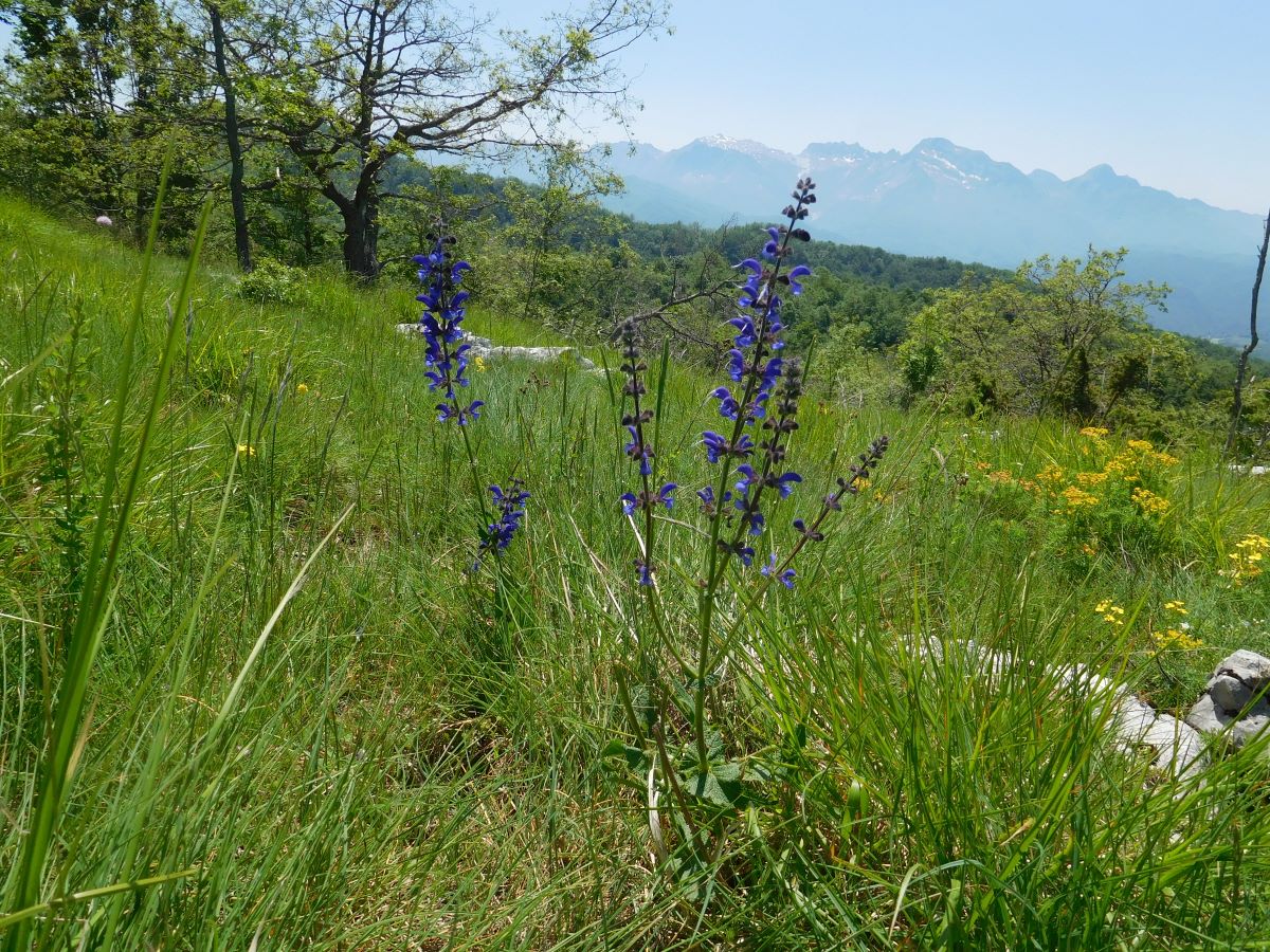 Foto dell'erba Salvia pratensis
