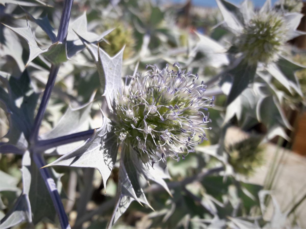 Dettaglio 2: Particolare dei fiori