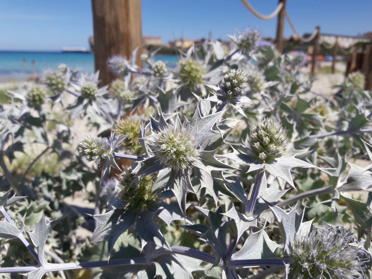 Foto dell'erba Eryngium maritimum