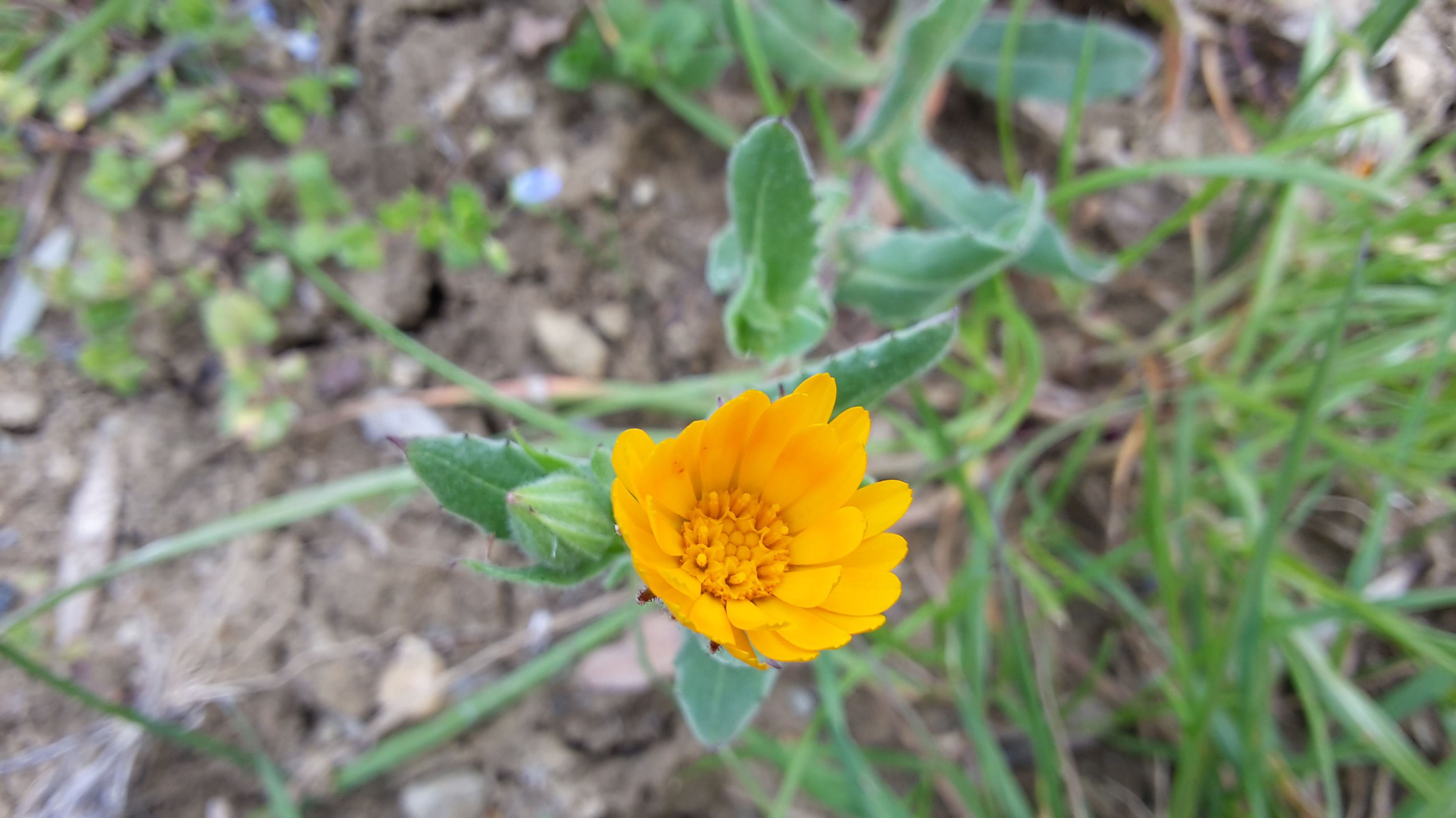 Dettaglio 3: Capolino con fiori del disco visibili