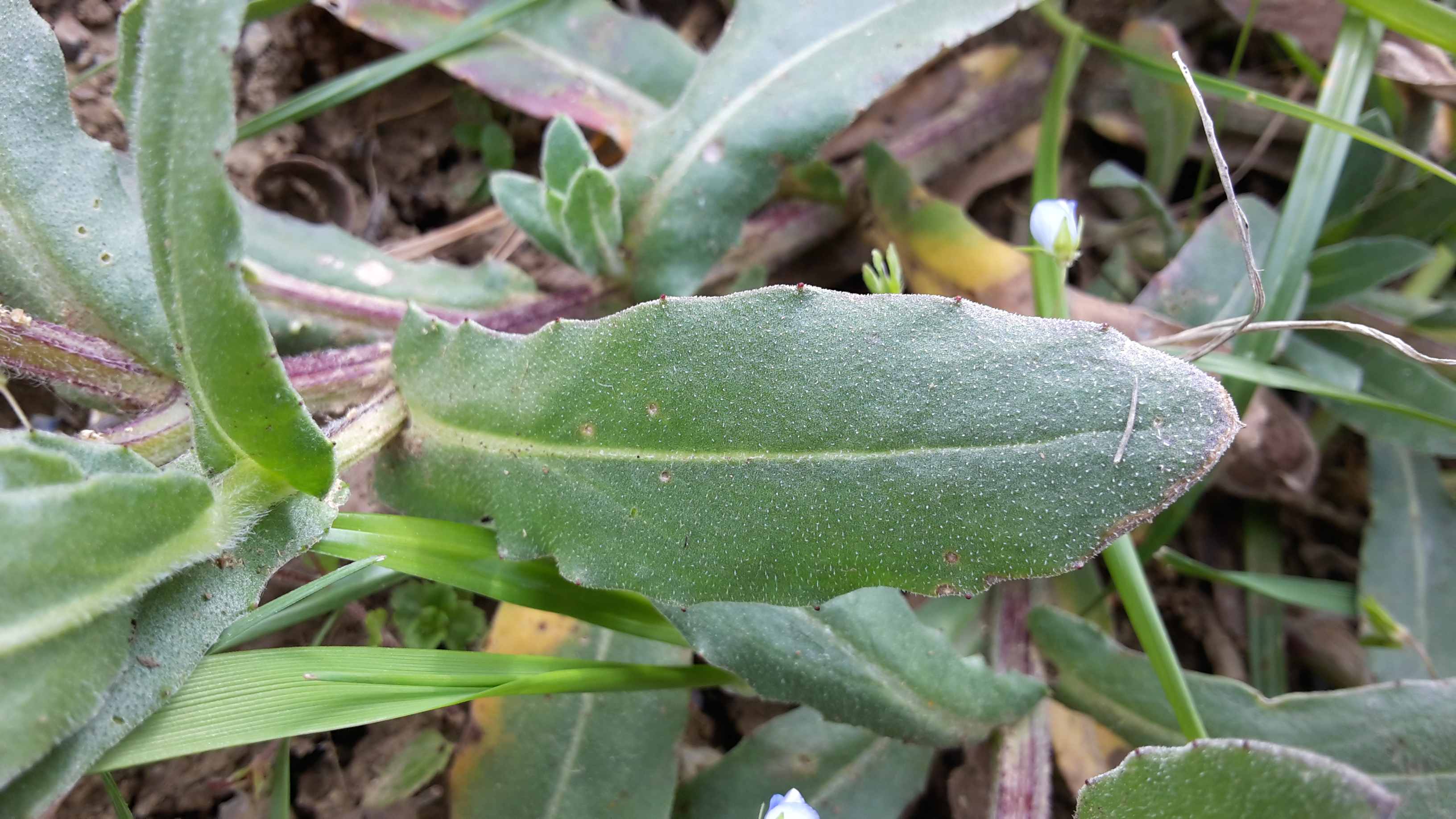 Dettaglio 2: Foglia spatolata pubescente
