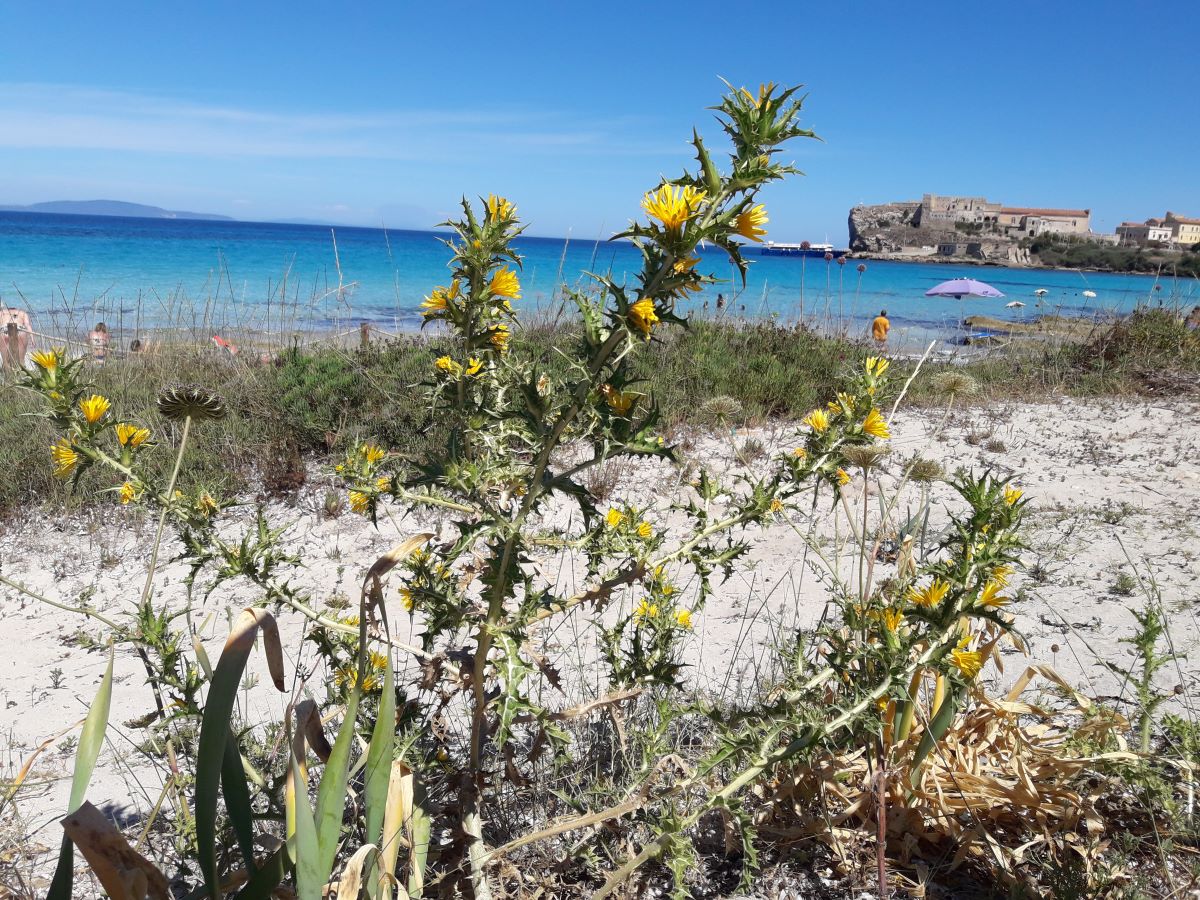 Foto dell'erba Scolymus hispanicus