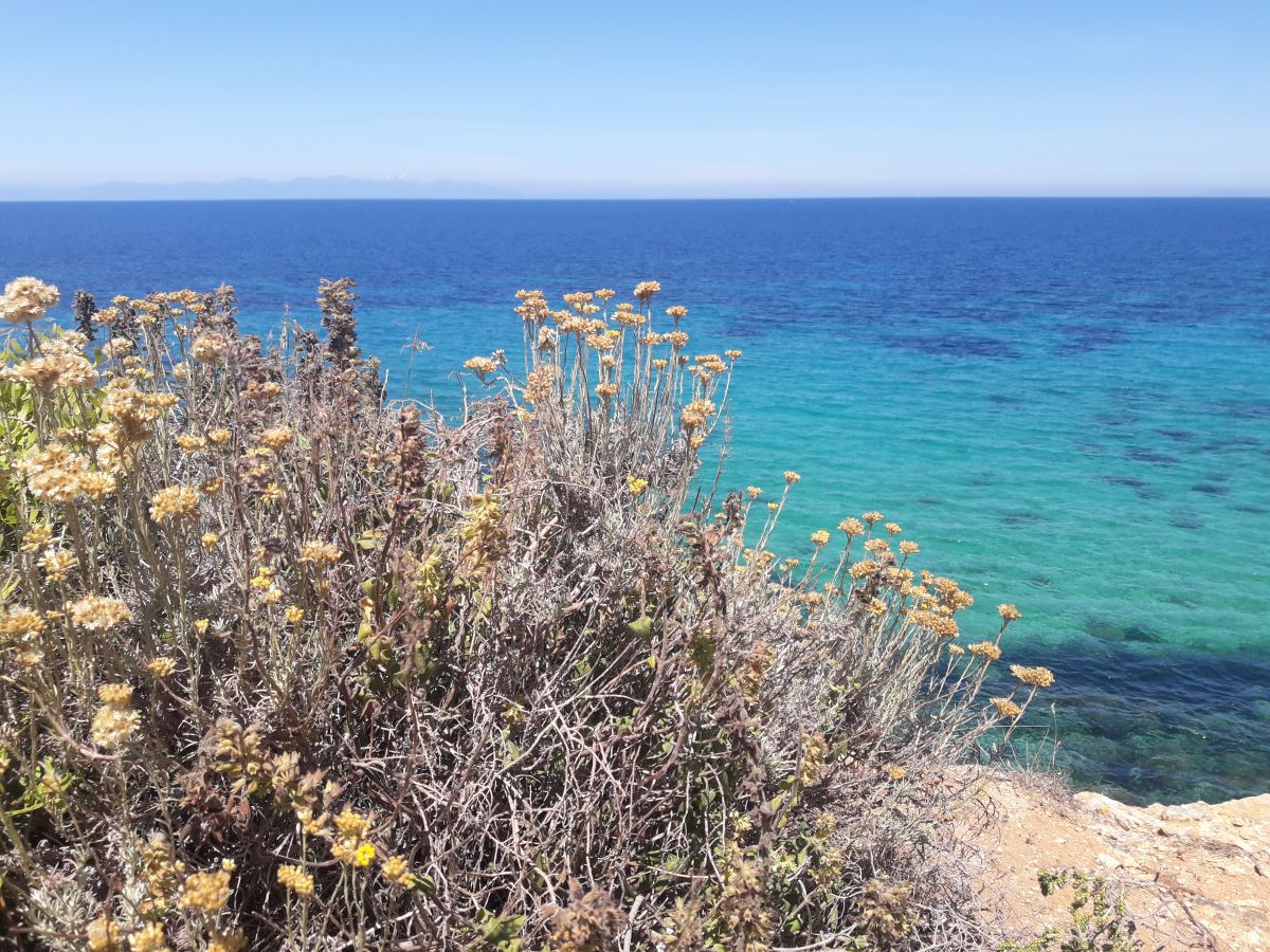Foto dell'erba Helichrysum italicum