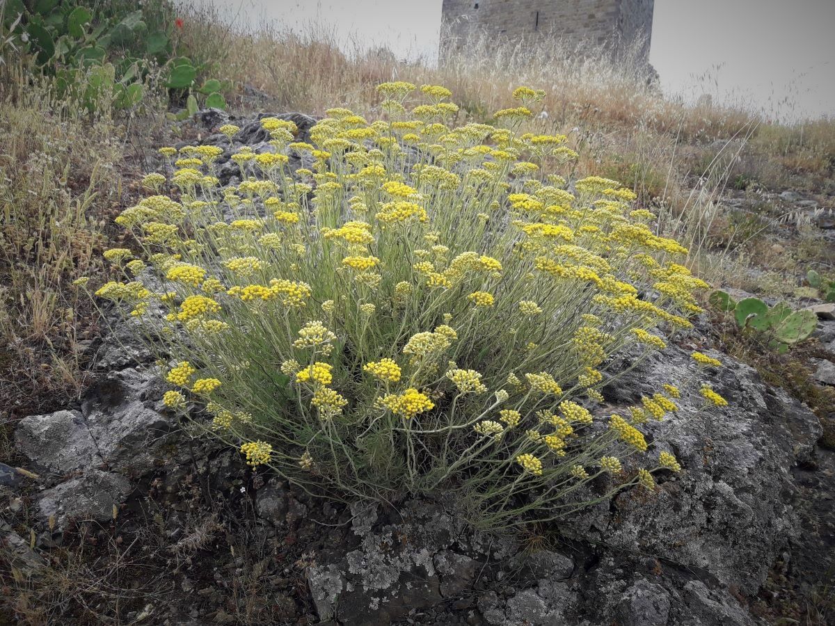 Dettaglio 3: Pianta in ambiente sassoso