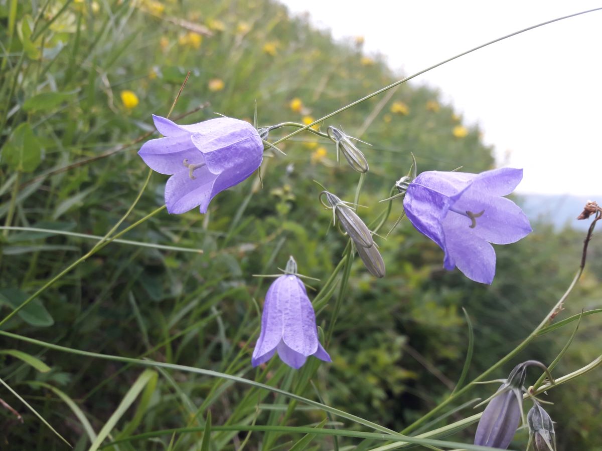 Dettaglio 1: Fiori