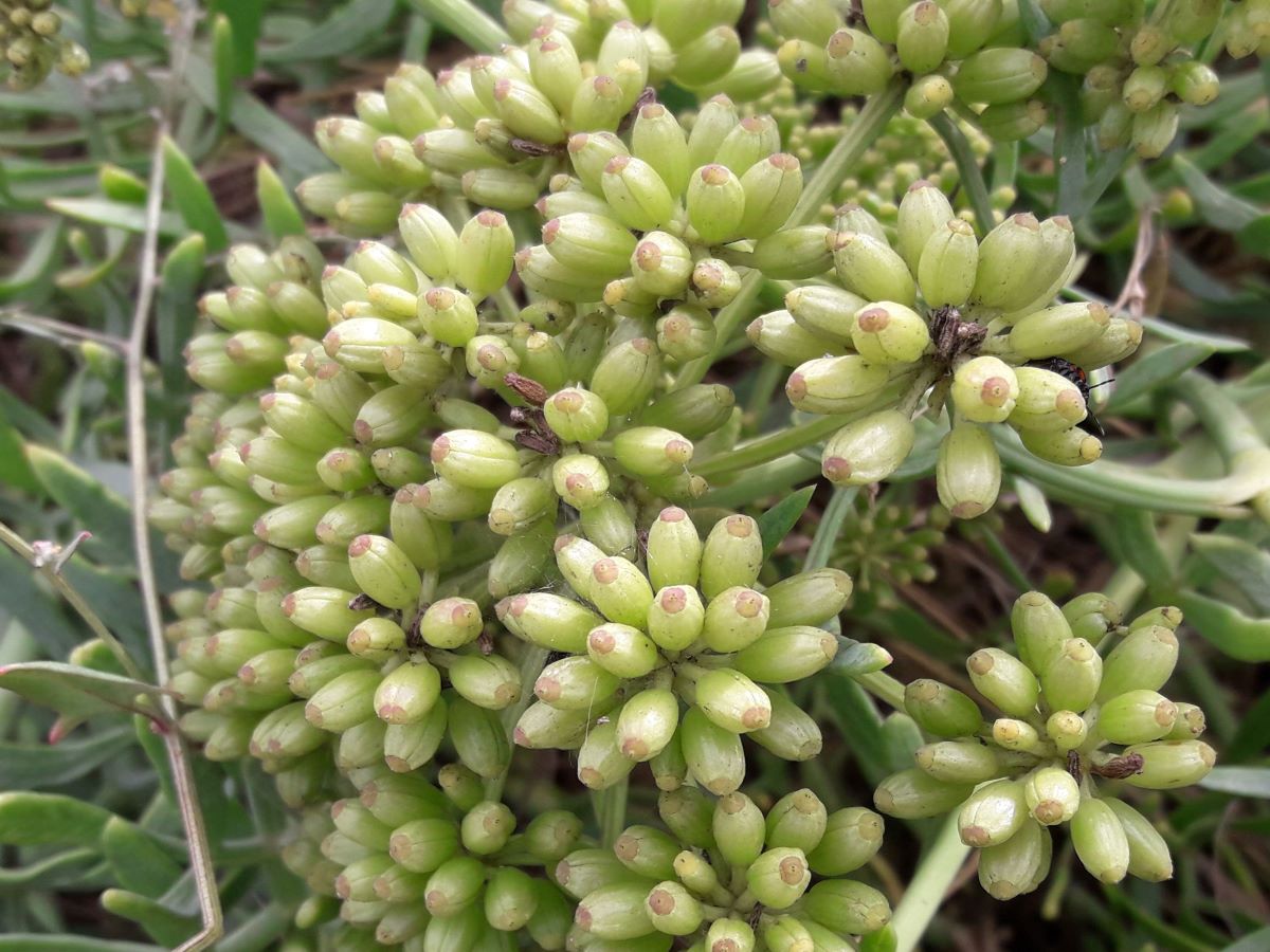 Dettaglio 3: Frutti simili a chicchi di orzo