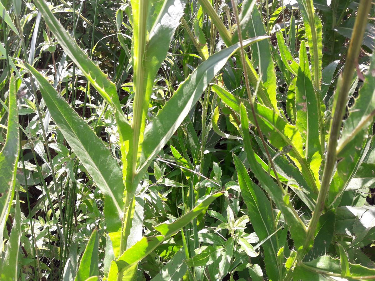 Dettaglio 2: Foglie con margine spinoso