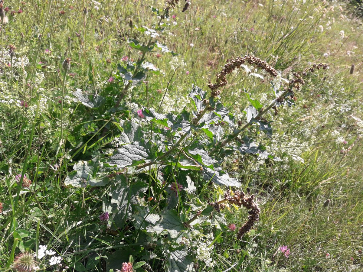 Dettaglio 3: Pianta in ambiente