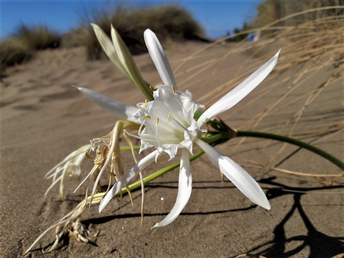 Dettaglio 1: Il fiore del pancrazio